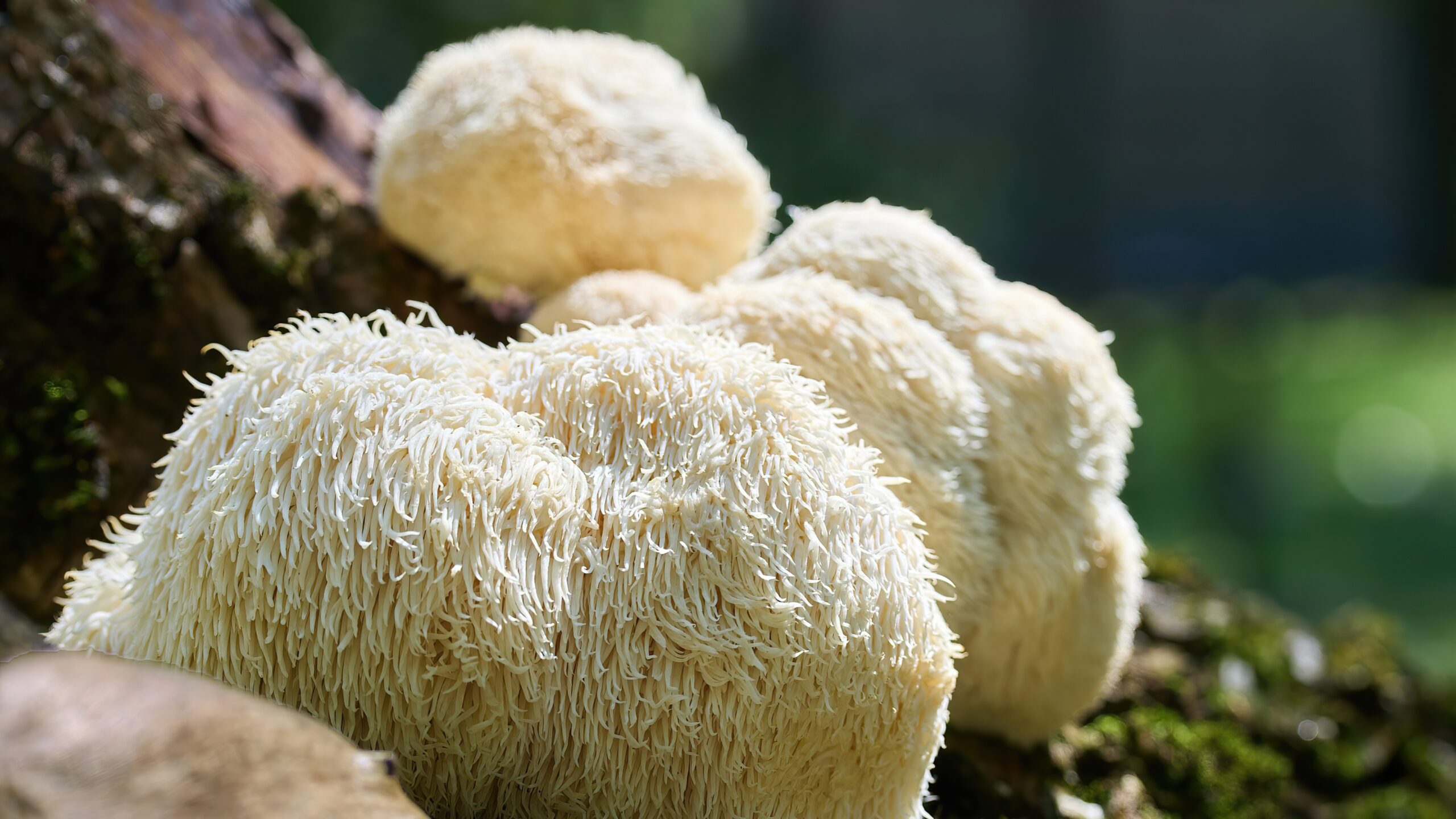 Lions Mane Enhances Memory