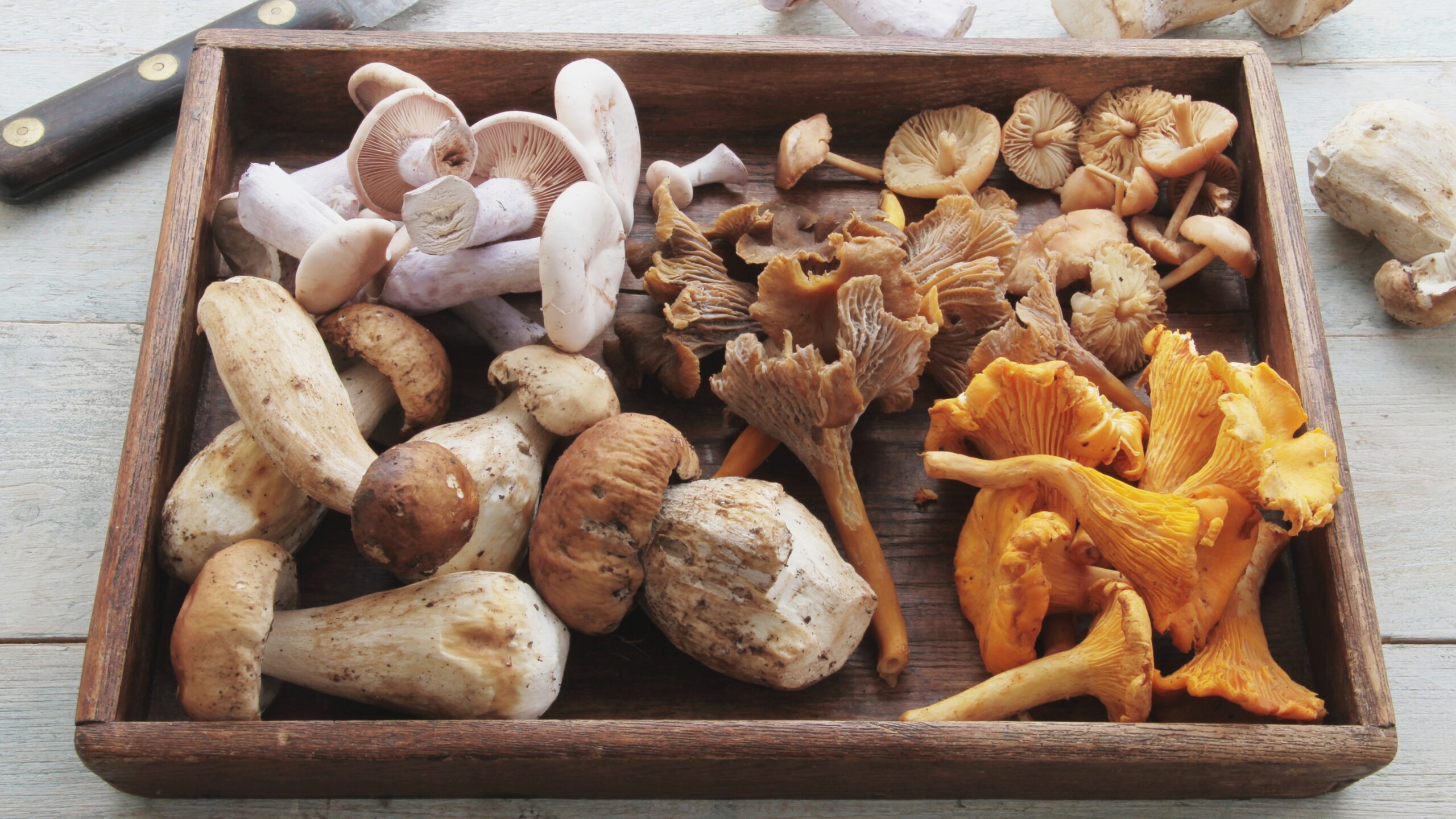 What are functional mushrooms