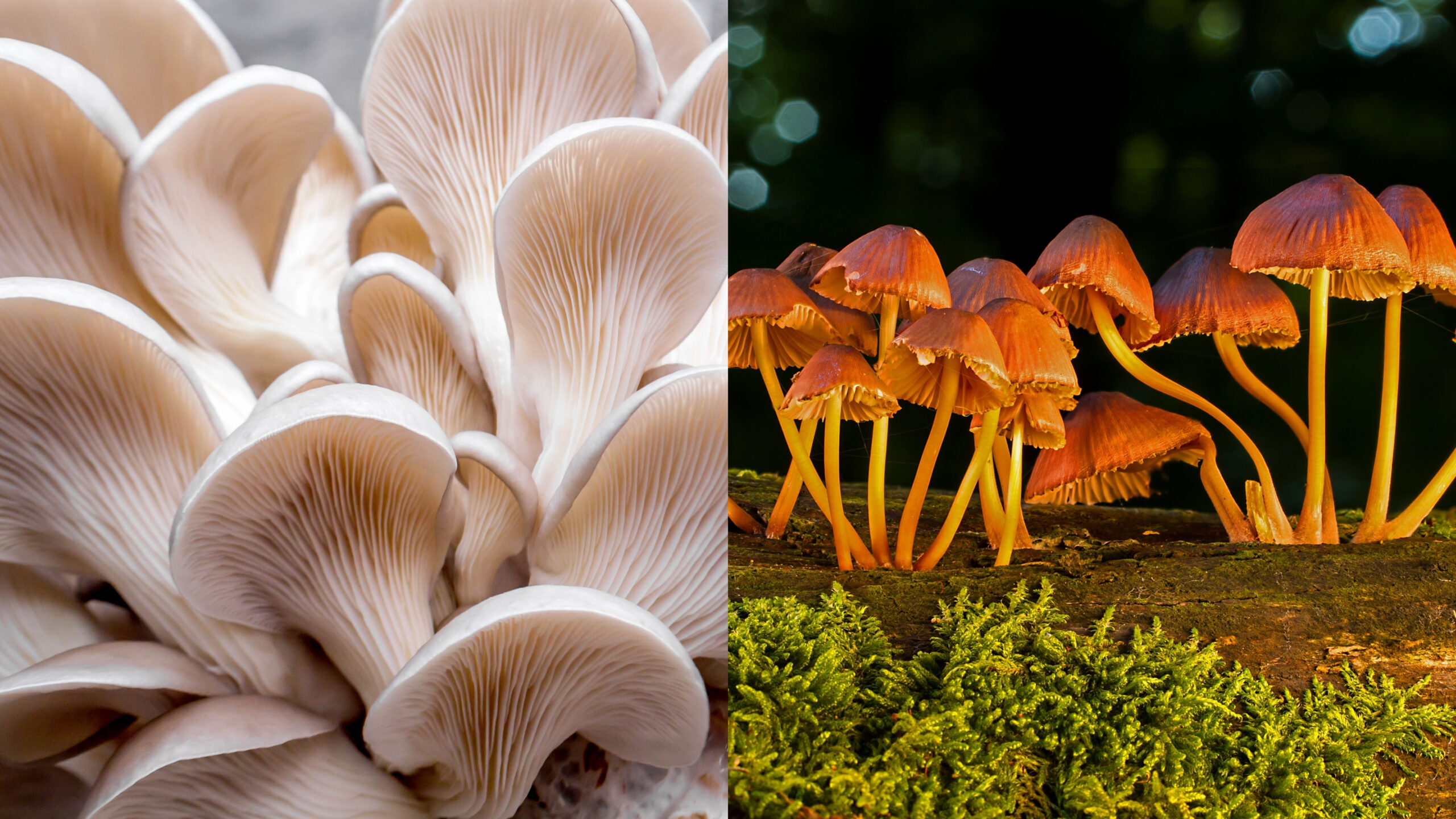 Functional vs. Psychedelic Mushrooms