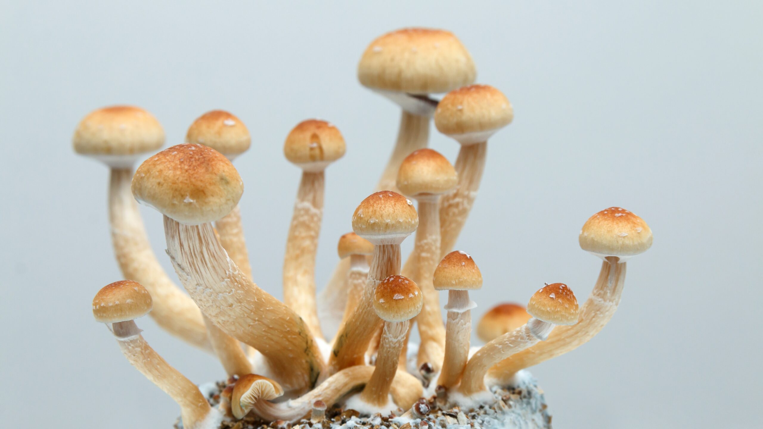 Science Behind Adaptogens and Mushrooms