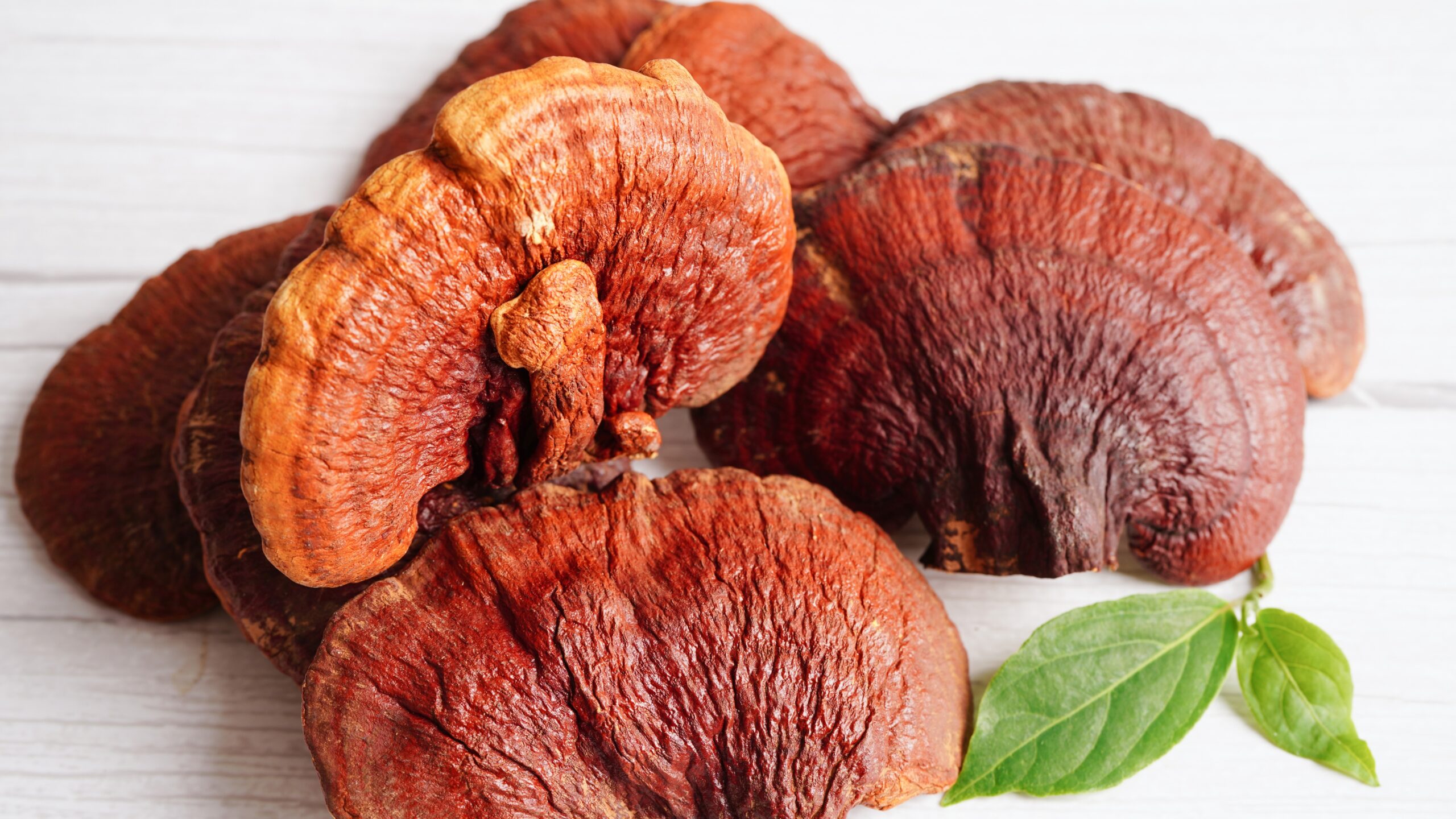 reishi mushroom for immune support