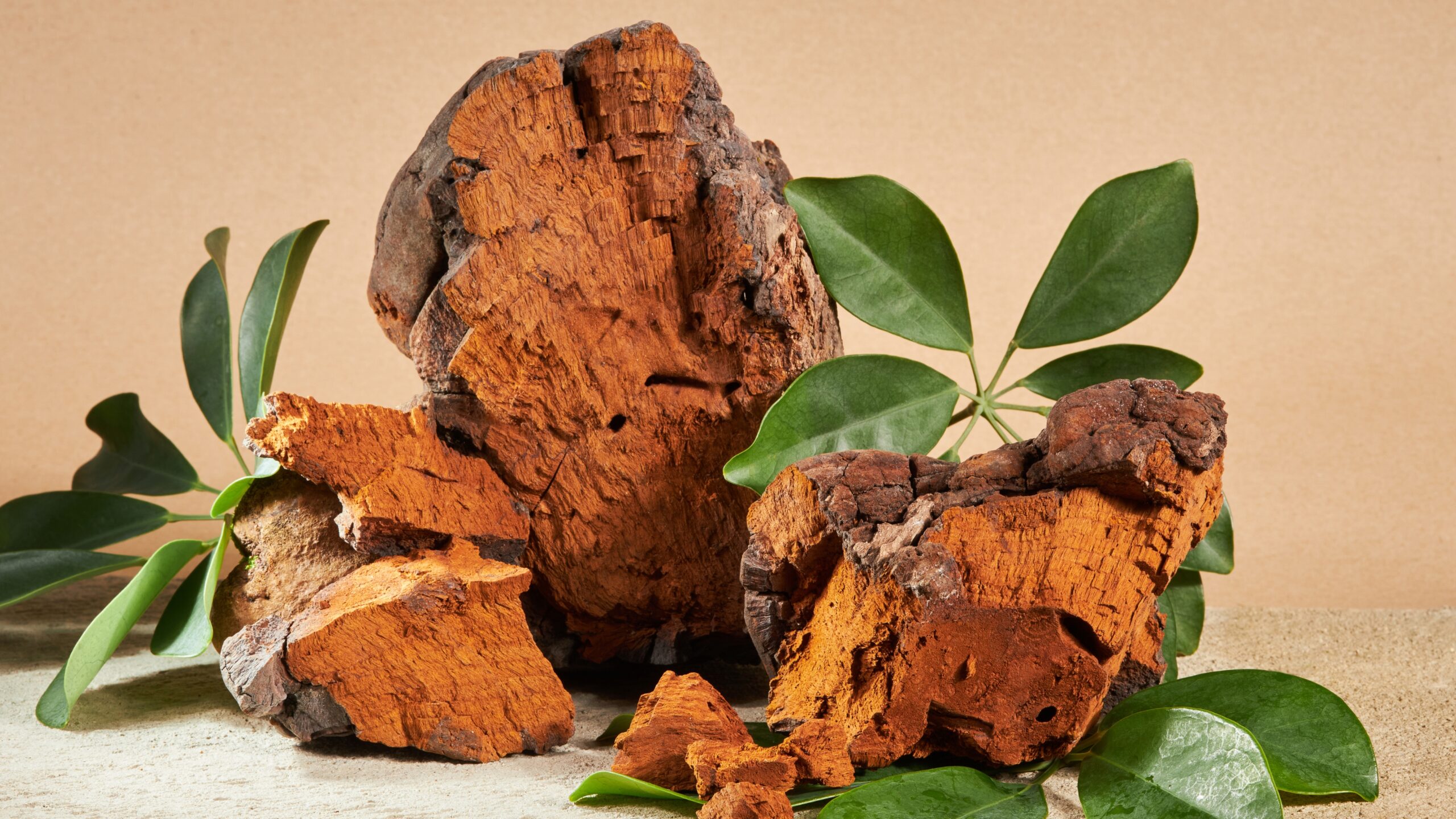 chaga antioxidant properties