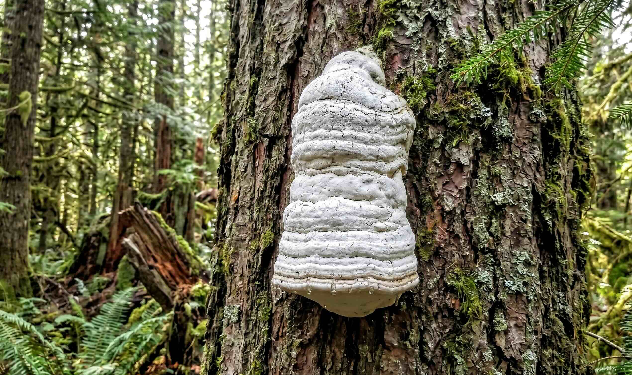 Agarikon Mushroom
