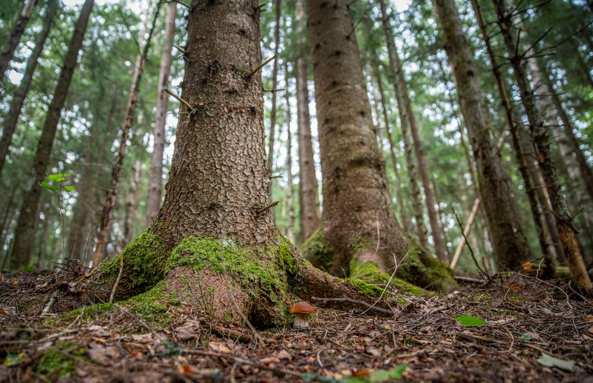 Chaga mushroom growing on a birch tree in a forest
