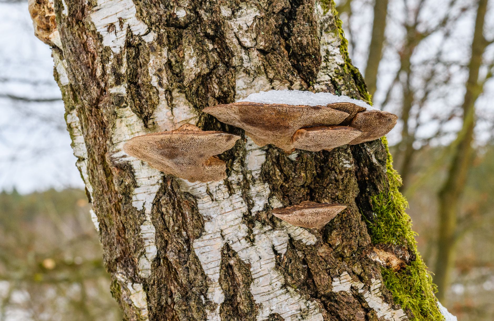 Chaga mushroom growing on a birch tree in forest