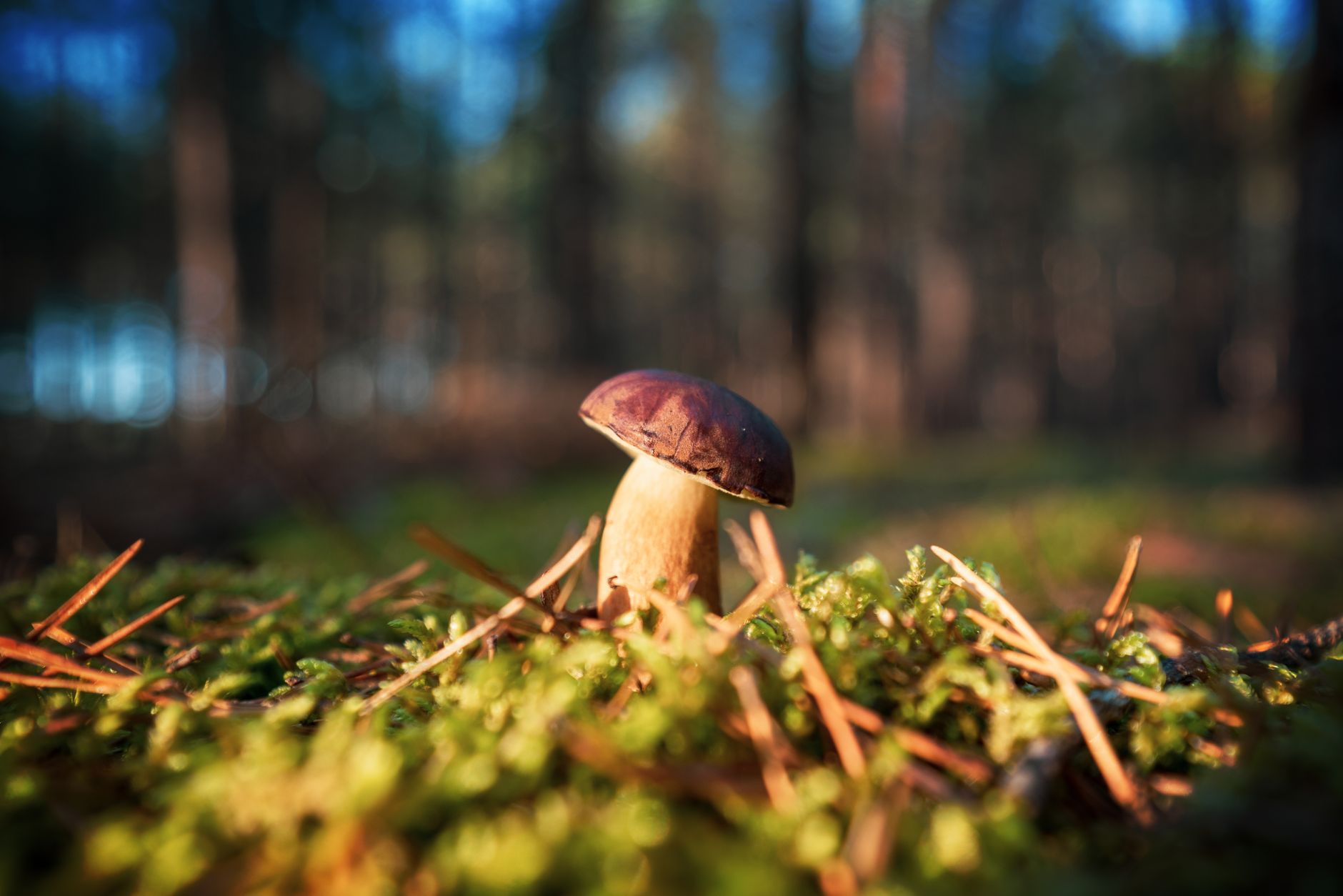 Functional mushrooms and cholesterol research