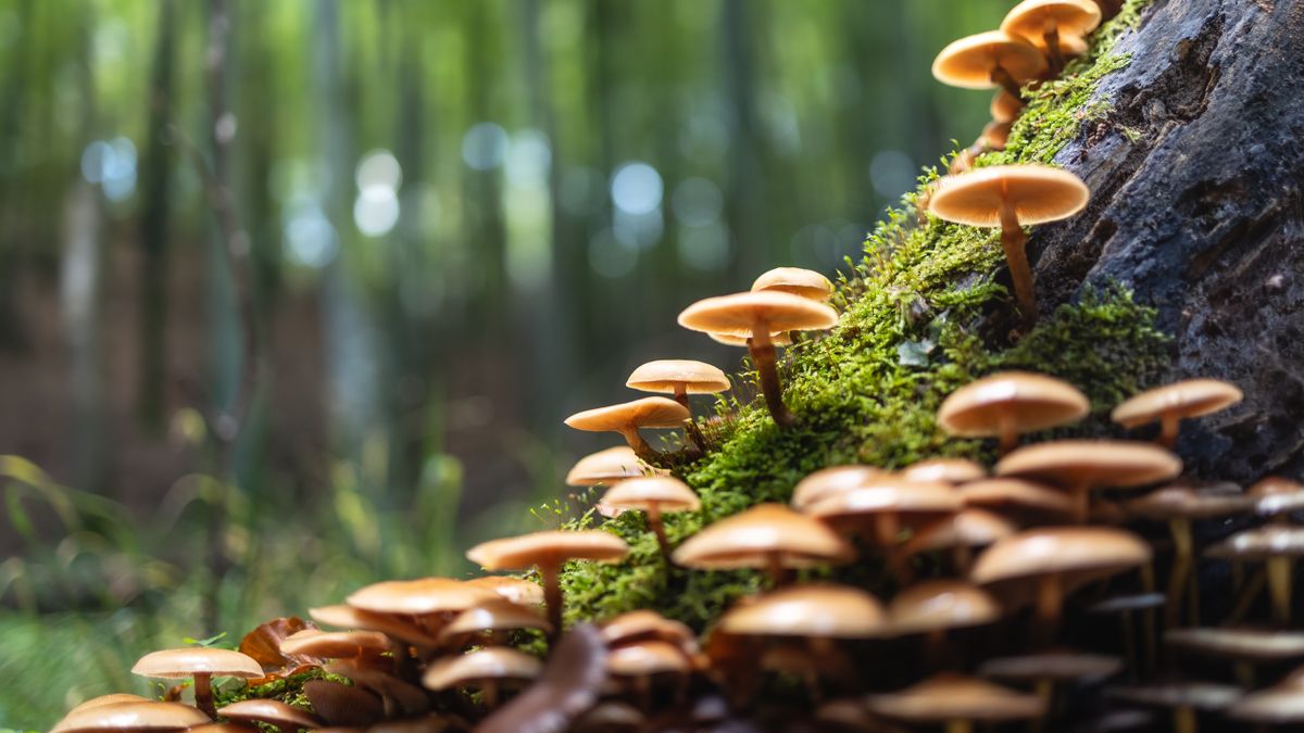 Close-up of mushrooms on a tree, representing Lion's Mane and Reishi comparison