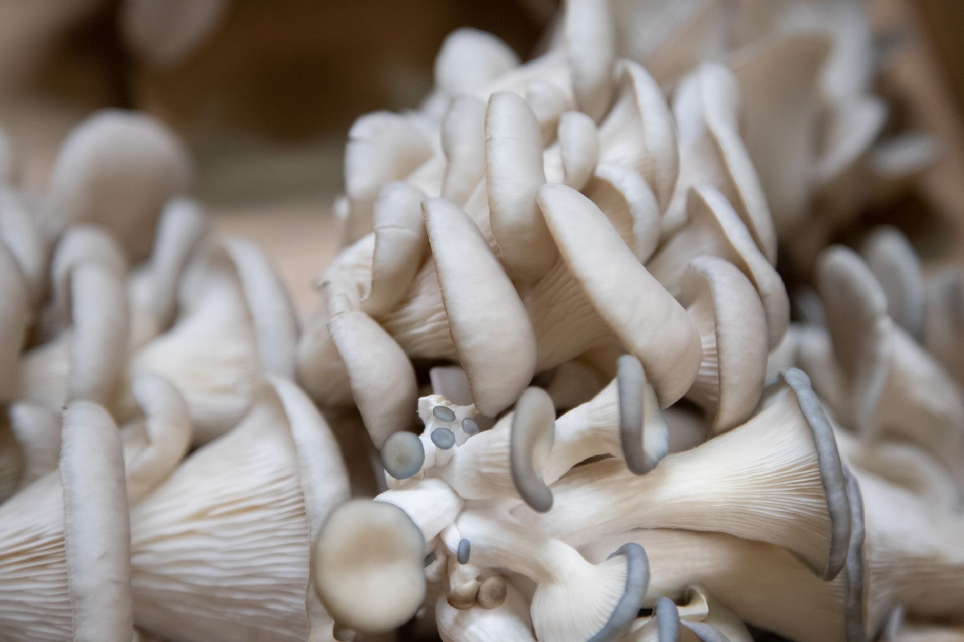 Fresh oyster mushrooms